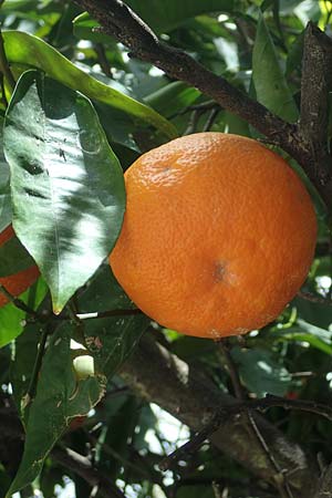 Citrus x aurantium \ Bitterorange, Pomeranze / Bitter Orange, Seville Orange, GR Athen 10.4.2019