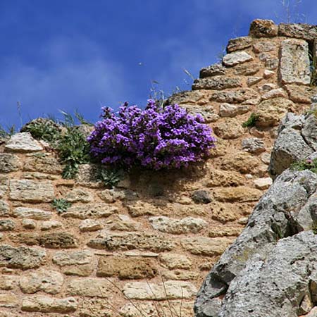 Campanula andrewsii subsp. andrewsii \ Kriechende Glockenblume, GR Akrokorinth 23.4.2012 (Photo: Gisela Nikolopoulou)