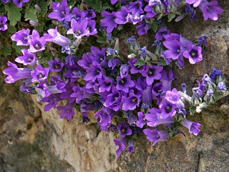 Campanula andrewsii subsp. andrewsii \ Kriechende Glockenblume / Andrews' Bellflower, GR Akrokorinth 24.4.2014 (Photo: Gisela Nikolopoulou)