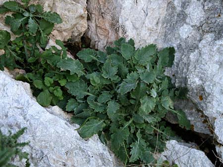 Campanula andrewsii subsp. andrewsii \ Kriechende Glockenblume / Andrews' Bellflower, GR Akrokorinth 30.12.2013 (Photo: Gisela Nikolopoulou)