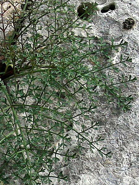 Carum multiflorum \ Griechischer Kmmel / Greek Caraway, GR Akrokorinth 17.11.2013 (Photo: Gisela Nikolopoulou)