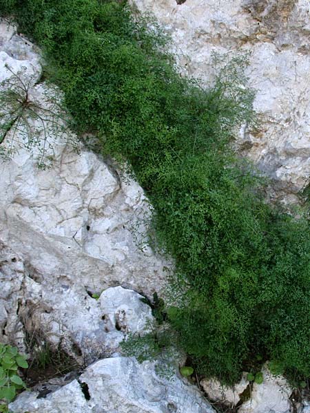 Carum multiflorum \ Griechischer Kmmel, GR Akrokorinth 5.12.2013 (Photo: Gisela Nikolopoulou)