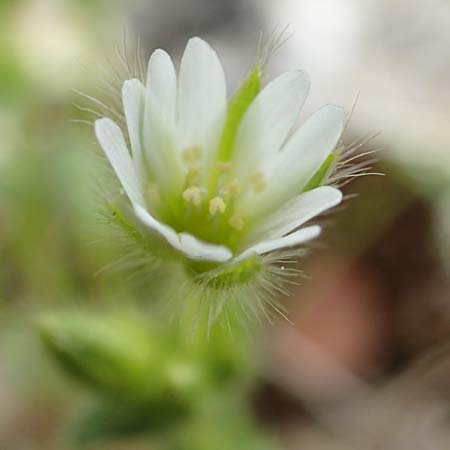 Cerastium illyricum subsp. brachiatum \ Illyrisches Hornkraut / Illyrian Mouse-Ear, GR Hymettos 20.3.2019