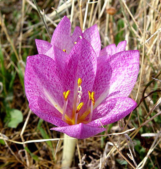 Colchicum bivonae \ Bivona-Zeitlose, GR Chalkidiki, Cholomontas 10/2005 (Photo: Zissis Antonopoulos)