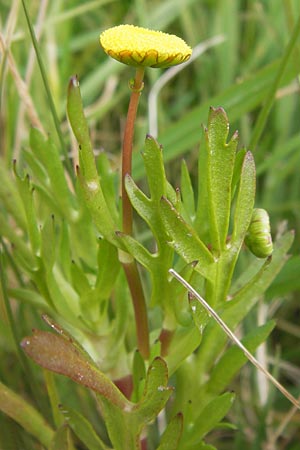 Cotula coronopifolia \ Krhenfublttrige Laugenblume / Common Brassbuttons, GR Peloponnes, Kalogria 27.3.2013