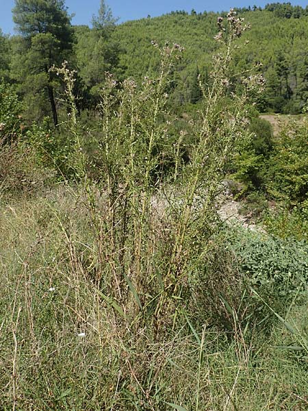 Cirsium creticum \ Kretische Kratzdistel, GR Euboea (Evia), Istiea 27.8.2017