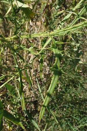 Cirsium creticum \ Kretische Kratzdistel / Cretan Thistle, GR Euboea (Evia), Istiea 27.8.2017