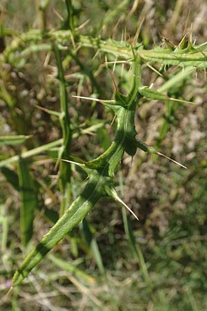 Cirsium creticum \ Kretische Kratzdistel / Cretan Thistle, GR Euboea (Evia), Istiea 27.8.2017