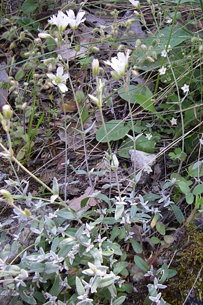 Cerastium decalvans \ Verkahlendes Hornkraut, GR Aoos - Schlucht 16.5.2008