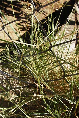 Cynodon dactylon \ Hundszahn-Gras / Bermuda Grass, Cocksfoot Grass, GR Athen 26.8.2014