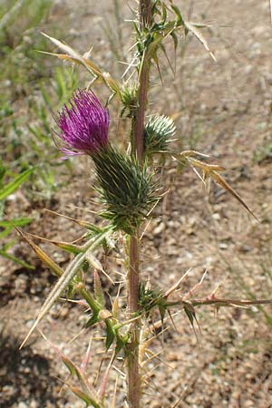 Carduus acanthoides \ Weg-Distel / Welted Thistle, GR Euboea (Evia), Agdines 27.8.2017