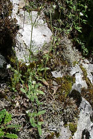 Cerastium brachypetalum subsp. roeseri \ Rsers Hornkraut, GR Zagoria, Vikos - Schlucht 15.5.2008