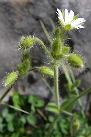 Cerastium brachypetalum subsp. roeseri \ Rsers Hornkraut / Roeser's Grey Mouse-Ear, GR Timfi 17.5.2008