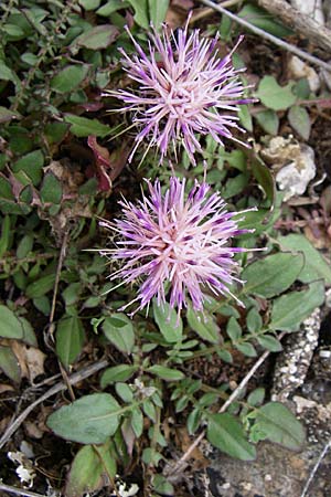 Centaurea raphanina subsp. mixta \ Rettichartige Flockenblume / Knapweed, GR Peloponnes, Zarouchla Tal / Valley 19.5.2008