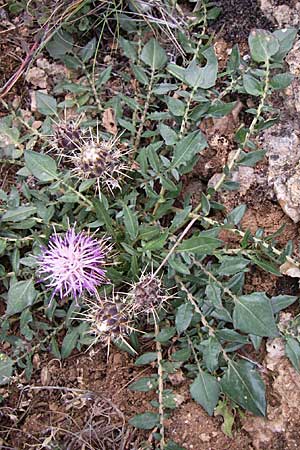 Centaurea raphanina subsp. mixta \ Rettichartige Flockenblume, GR Peloponnes, Zarouchla Tal 19.5.2008