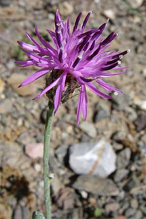 Centaurea attica \ Attische Flockenblume, GR Parnitha 22.5.2008