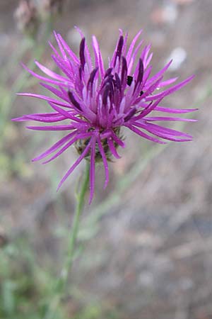 Centaurea attica \ Attische Flockenblume / Attica Knapweed, GR Parnitha 22.5.2008