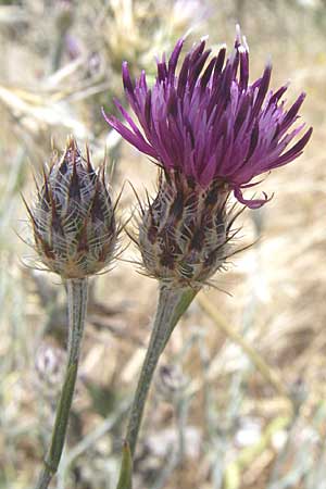 Centaurea attica \ Attische Flockenblume, GR Parnitha 22.5.2008