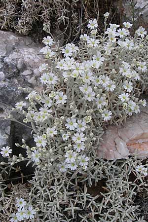 Cerastium candidissimum \ Griechischer Silber-Teppich / Silver Carpet, Greek Snow in Summer, GR Parnitha 22.5.2008