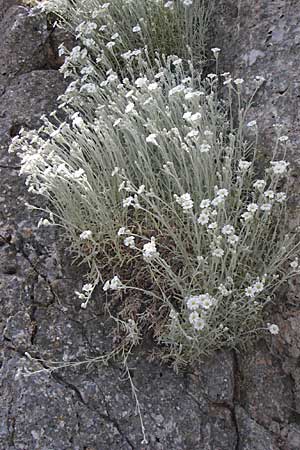 Cerastium candidissimum \ Griechischer Silber-Teppich / Silver Carpet, Greek Snow in Summer, GR Parnitha 22.5.2008