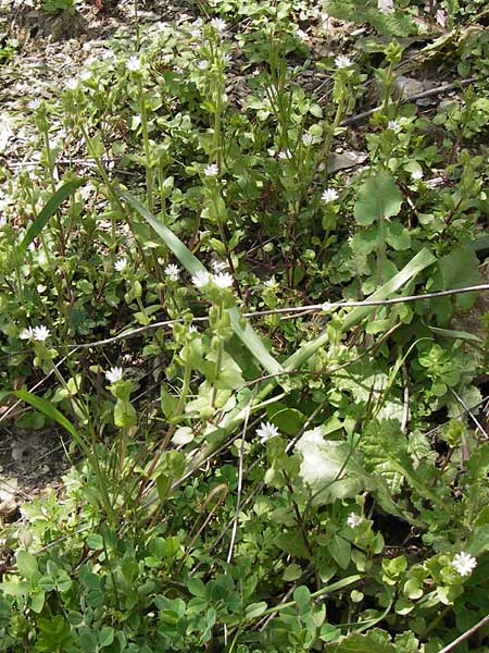 Stellaria cupaniana \ Mittelmeer-Sternmiere / Southern Chickweed, GR Peloponnes, Figalia 29.3.2013