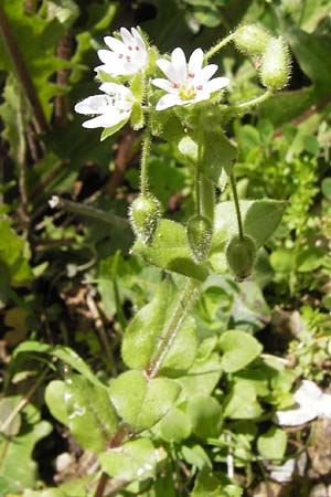 Stellaria cupaniana \ Mittelmeer-Sternmiere, GR Peloponnes, Figalia 29.3.2013