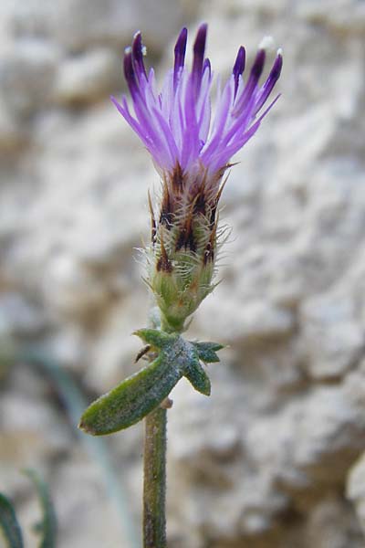 Centaurea grisebachii \ Grisebachs Flockenblume, GR Parnitha 1.9.2014