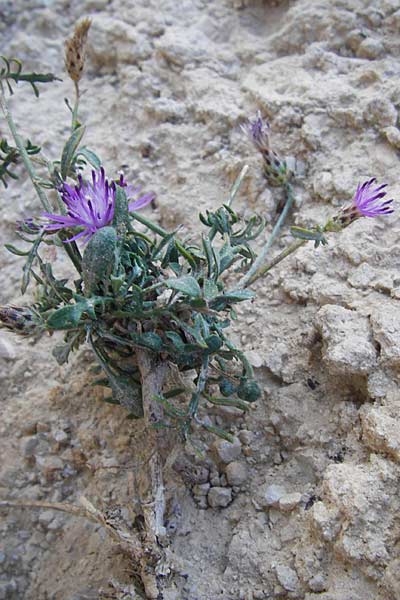 Centaurea grisebachii \ Grisebachs Flockenblume, GR Parnitha 1.9.2014