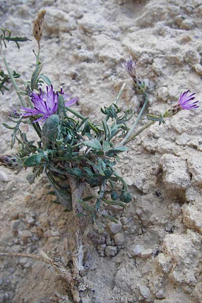 Centaurea grisebachii \ Grisebachs Flockenblume / Grisebach's Knapweed, GR Parnitha 1.9.2014