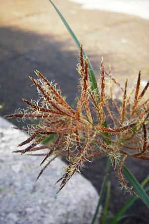 Cyperus rotundus \ Knolliges Zypergras, GR Athen 4.9.2014