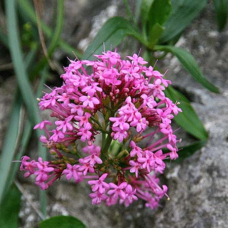 Centranthus ruber subsp. sibthorpii / Sibthorp's Valerian, GR Akrokorinth 30.1.2014 (Photo: Gisela Nikolopoulou)