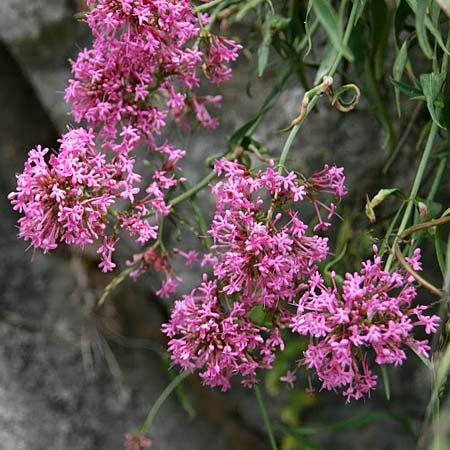 Centranthus ruber subsp. sibthorpii / Sibthorp's Valerian, GR Akrokorinth 29.4.2011 (Photo: Gisela Nikolopoulou)