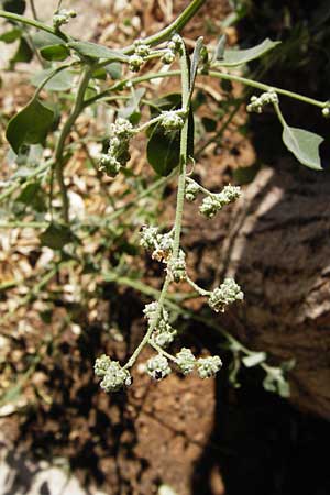 Chenopodium opulifolium \ Schneeballblttriger Gnsefu / Grey Goosefoot, GR Athen 26.8.2014