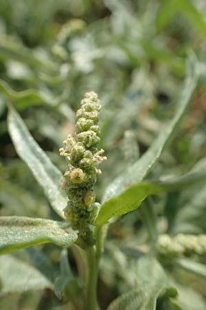 Chenopodium ficifolium \ Feigenblttriger Gnsefu / Fig-Leaved Goosefoot, GR Euboea (Evia), Neos Pirgos 29.8.2017