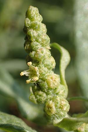 Chenopodium ficifolium \ Feigenblttriger Gnsefu, GR Euboea (Evia), Neos Pirgos 29.8.2017