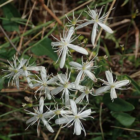 Clematis flammula \ Brennende Waldrebe, GR Euboea (Evia), Istiea 30.8.2017