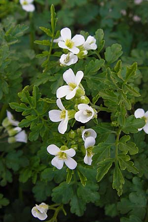 Cardamine graeca \ Griechisches Schaumkraut / Greek Bitter-Cress, GR Peloponnes, Andritsena 28.3.2013