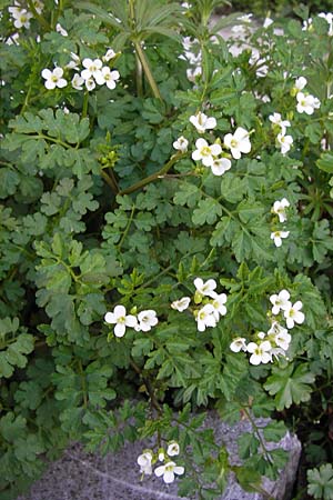 Cardamine graeca \ Griechisches Schaumkraut, GR Peloponnes, Andritsena 28.3.2013