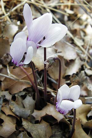 Cyclamen graecum \ Griechisches Alpenveilchen, GR Hymettos 26.8.2014