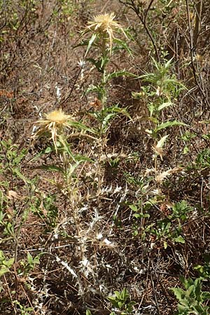 Carlina graeca \ Griechische Eberwurz / Greek Carline Thistle, GR Euboea (Evia), Neos Pagontas 24.8.2017