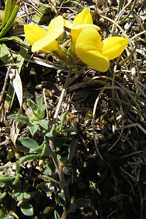 Lotus corniculatus \ Gewhnlicher Hornklee / Bird's-Foot Deervetch, GR Aoos-See / Lake Aoos 27.8.2007