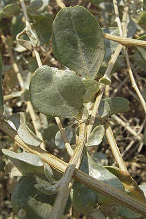 Atriplex halimus \ Strauch-Melde, GR Nauplia 2.9.2007