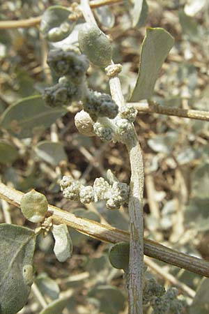 Atriplex halimus \ Strauch-Melde / Salt Bush, Sea Orache, GR Nauplia/Nafplion 2.9.2007