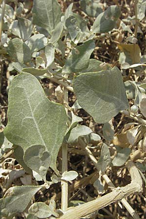 Atriplex halimus, Strauch-Melde