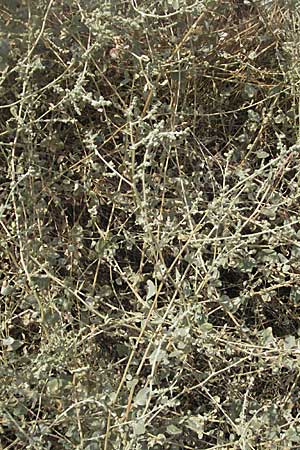 Atriplex halimus \ Strauch-Melde / Salt Bush, Sea Orache, GR Nauplia/Nafplion 2.9.2007