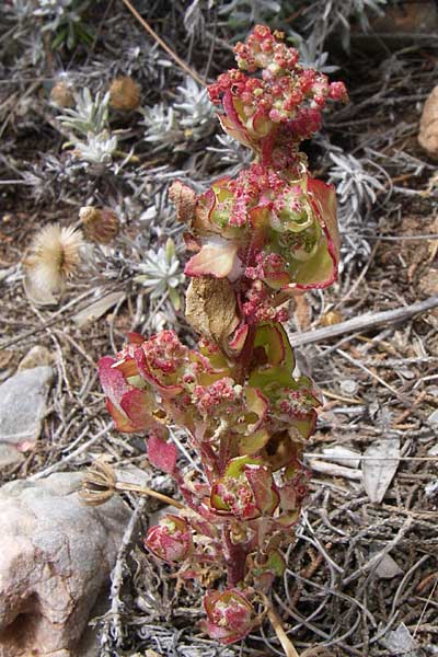Chenopodium chenopodioides \ Dickblatt-Gnsefu, Salz-Rot-Gnsefu / Low Goosefoot, GR Porto Rafti 21.5.2008