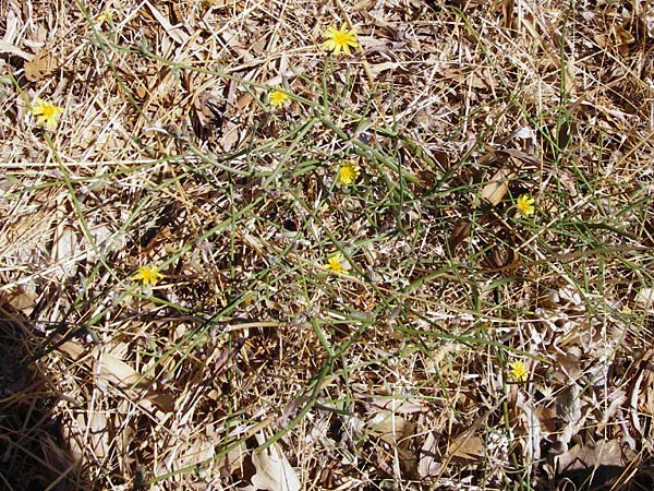 Chondrilla juncea \ Binsen-Knorpellattich, Groer Knorpellattich, GR Euboea (Evia), Karistos 30.8.2014