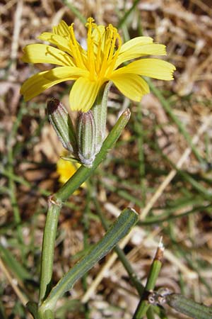 Chondrilla juncea / Rush Skeletonweed, GR Euboea (Evia), Karistos 30.8.2014