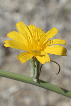 Chondrilla juncea \ Binsen-Knorpellattich, Groer Knorpellattich, GR Euboea (Evia), Kanatadika 25.8.2017