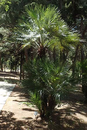 Chamaerops humilis \ Zwerg-Palme, GR Athen, Mount Egaleo 10.4.2019